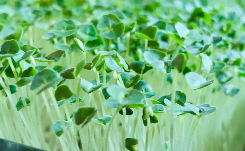 How to grow&nbsp;Microgreens